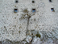 Arbol en sitio curioso