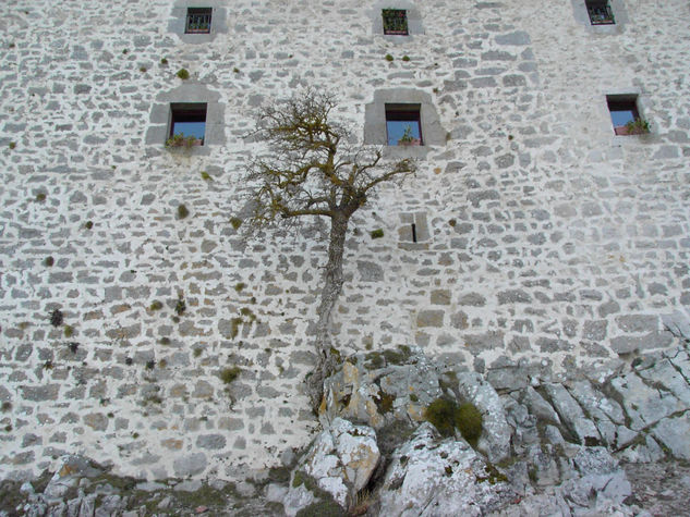 arbol en sitio curioso 