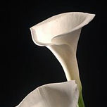 Gotas y Flores thumbnail 2