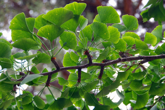 Ginkgo Biloba 