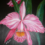 Flores thumbnail 1