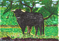 TORO SOLITARIO