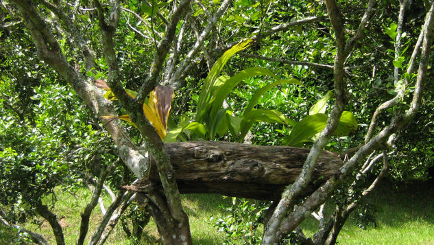 Decoración de la naturaleza 