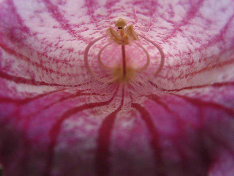 Tunel Floral