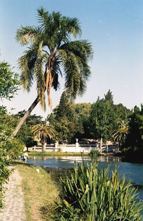 El Lago del Bosque