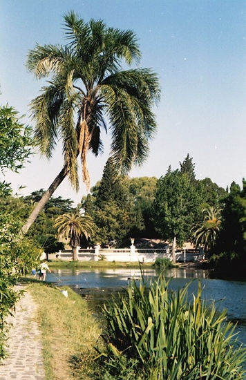 El Lago del Bosque 