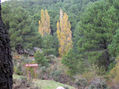 Jarosa