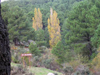 Jarosa