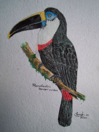 Ramphastos