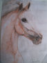 caballo 1