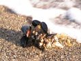Mejillones en la Playa