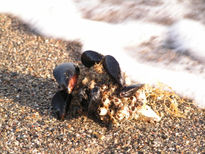 Mejillones en la Playa