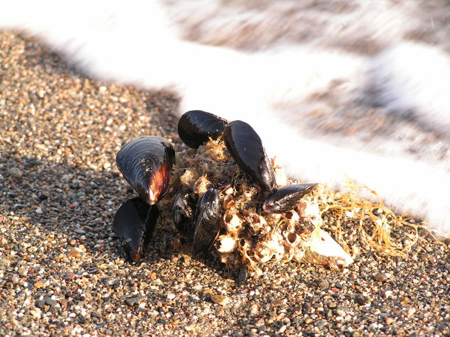 Mejillones en la Playa 