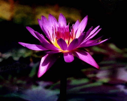 Floracuatica