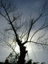 ÀRBOL