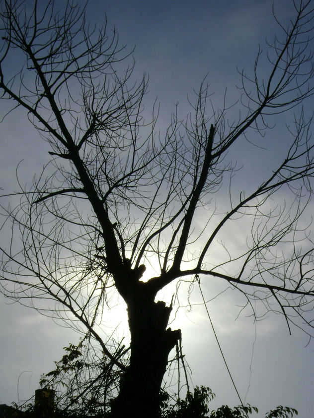 ÀRBOL
