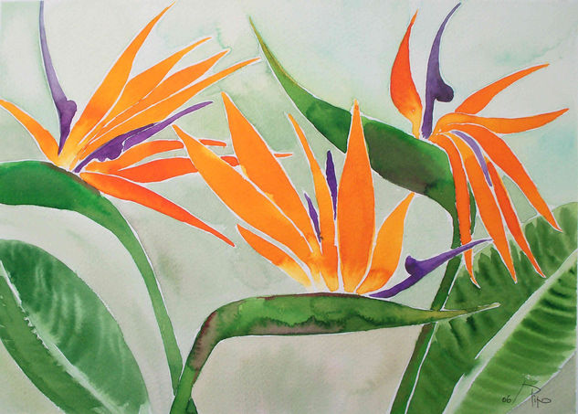 flores pajaros del paraiso Watercolour Paper Floral Painting