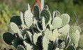 Cactus.