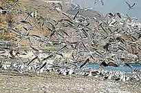 Vuelo Gaviotas.