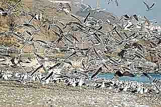 Vuelo Gaviotas. 