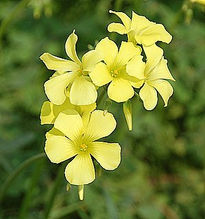 Amarillo flor.