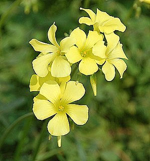 Amarillo flor. 