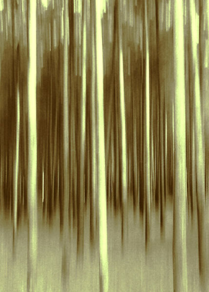 El bosque magico
