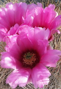 Flor de cactus