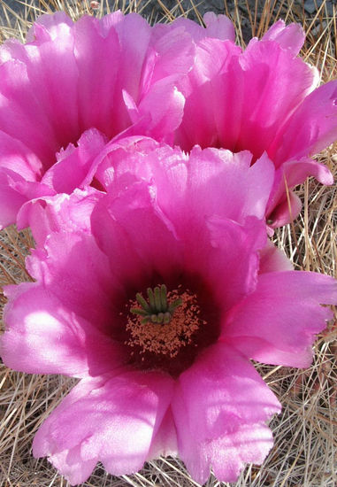 flor de cactus Naturaleza Color (Digital)