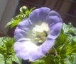 Campana
