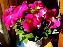 Petunias