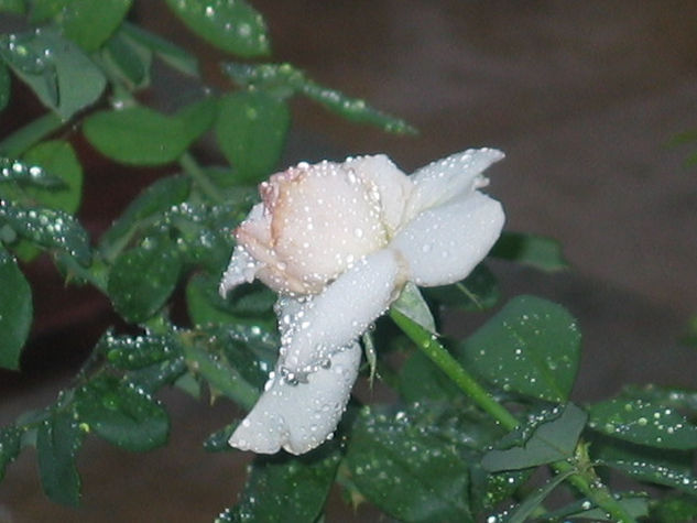 rosa bajo la lluvia 