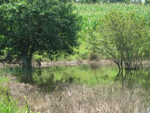 arbol acuatico 