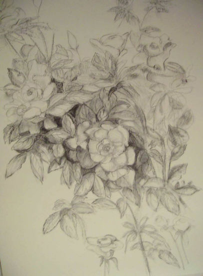 Rosas Graphite