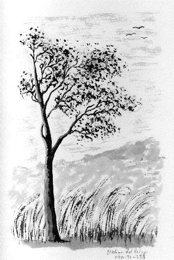 Arbre Ink Canvas Landscaping