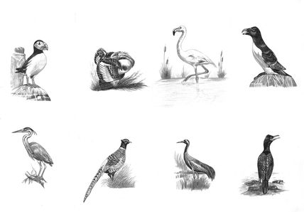 Aves
