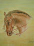 cabeza de caballo español