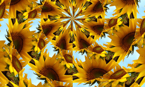 "Gira mundo gira sol"