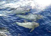 Delfines zipitoste...