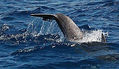 delfines zipitoste maggic turmares