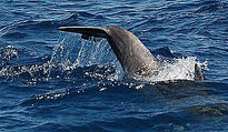 Delfines zipitoste...