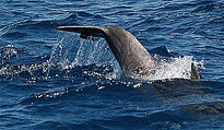 delfines zipitoste...