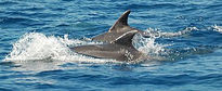 Mas delfines...