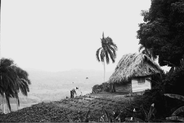 La campiña cubana 