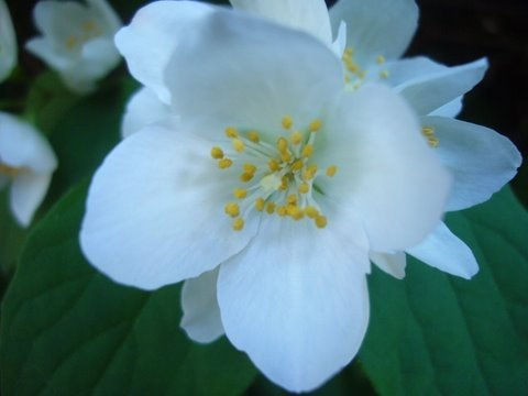 FLOR BLANCA 