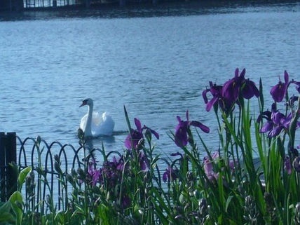 Cisne