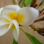 NATURALEZA thumbnail 2