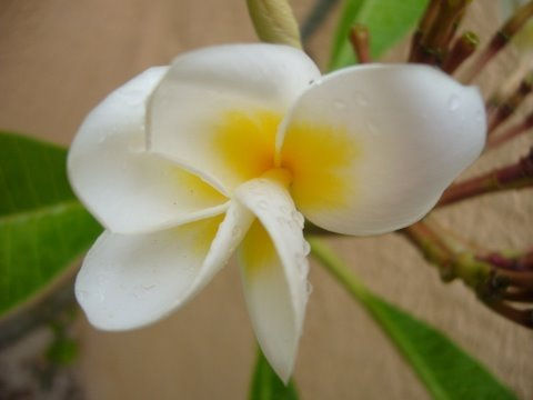 FLOR SAGRADA 2 