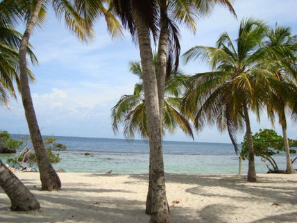 Palmeras.