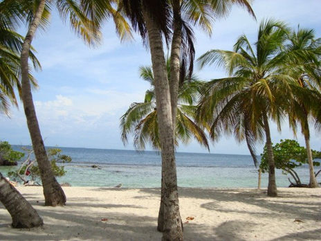 Palmeras.